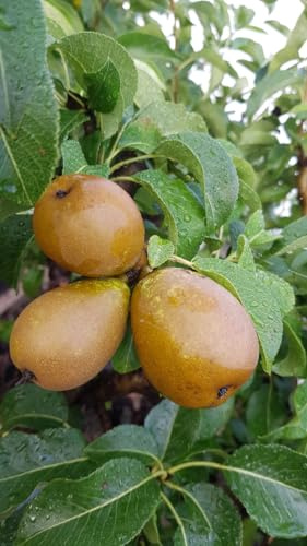 Pyrus communis 'Général Leclerc' / Poirier Général Leclerc/Conteneur de 5 à 6 litres/Fruitier
