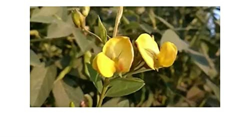 Pezzi - 10x Cajanus Cajan Pigeonpea Giardino Piante - Seme ID1153 - Seeds & Plants Shop by Ipsa
