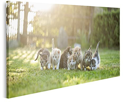 islandburner Bild auf Leinwand Sieben Junge Katzen Kätzchen Auf Der Wiese Bilder Wandbilder Poster