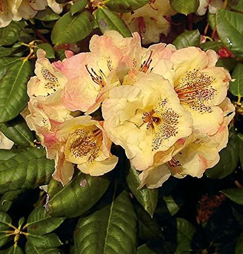 Großblumige Rhododendron Viscy 30-40cm - Alpenrose - lebende Gartenpflanze aus den Baumschulen