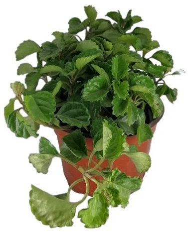 Planta del Dinero NATURAL Planta Conocida por Atraer la Fortuna y la Suerte al Hogar