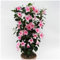 100 Semillas de Mandevilla Sanderi | Planta Trepadora Perenne para Balcón y Jardín | Planta de Maceta y Valla Natural | Semillas de Rápida Germinación (Rosa)