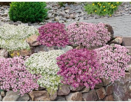 BALDUR Garten 18er Bodendecker-Set Thymian, Pflanzen im 9x9 cm-Topf | mediterranes Flair, intensiver Duft, winterhart, trockenheitsresistent, pflegeleicht, ideal für Beet & Naturgarten