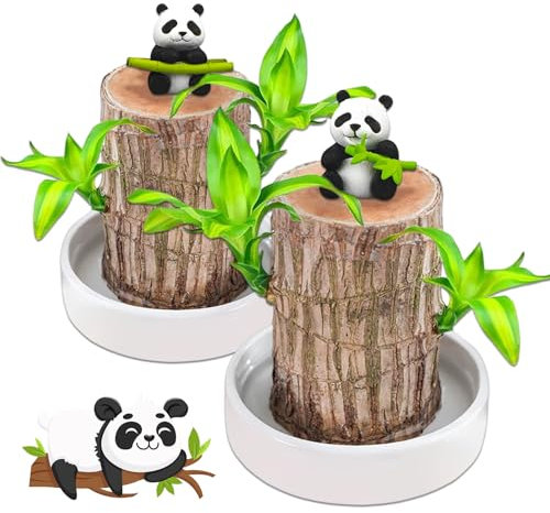 2 Stück Brasilien Glücksholz, Glücksholzpflanze mit Panda Figur Deko und Dünger, Hydrokultur Topfpflanzen Stumpf, Glücks Holz Pflanze, Glücksholz, das Sprießt, Als Schreibtischdeko