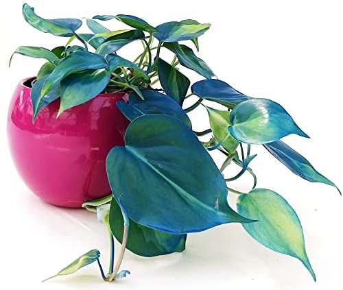 POWERS TO FLOWERS - POTHOS SCANDENS BRASIL COLOR LIFE BLU IN VASO CERAMICA SFERICO FUCSIA, v13cm diametro, pianta vera