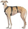 3-Punkt-Gurt mit Anti-Ziehen, ideal für Lebreles: Italienischer Windhund, Whippet, Windhund, Podenco - sicher, atmungsaktiv und langlebig, perfekt zum Wandern, Training und Laufen, Anthrazit, XXL