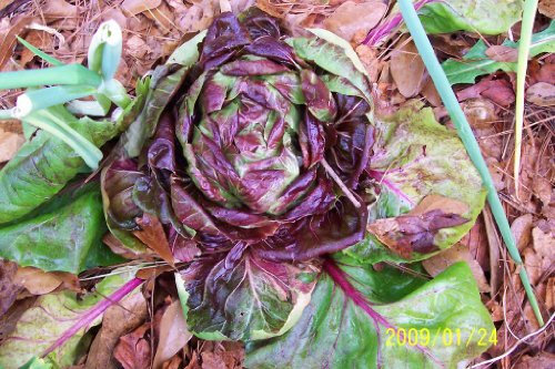 100 Semillas Vegetales Rossa di Verona Radicchio/Indivia Italiano Cichorium Intybus