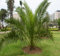 10 graines de palmier