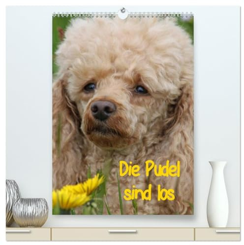 Die Pudel sind los (hochwertiger Premium Wandkalender 2026 DIN A2 hoch), Kunstdruck in Hochglanz: Pudel in allen Lebenslagen (CALVENDO Tiere)