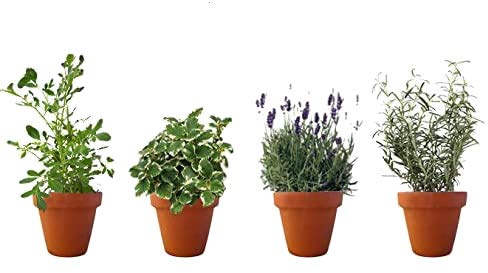 PACK AROMÁTICAS ESENCIA: 1 RUDA, 1 INCIENSO, 1 LAVANDA, 1 ROMERO RASTRERO. ¡¡¡ PLANTAS AROMÁTICAS ¡¡¡ altura: 30 cm cada una aproximado, contenedor 12-14 cm. ENVIOS SOLO PENINSULA
