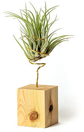 Plantas de Interior para Decorar la Oficina Escritorio Estudio fáciles de cuidar Tillandsia Ionantha Scaposa (Soporte Incluido) (Pino)