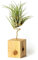 PLANDAIRE Piante Tillandsia Vera Sospesa Scaposa con Supporto - Piante Aeree Vive - Pianta Figlia del Vento Pianta Vera da Interno - Air Plant - Piante da Casa Piante d'Aria (Legno Di Pino)