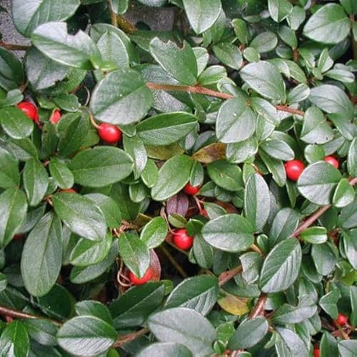 6x Teppichmispel - Cotoneaster dammeri - Topf 9x9cm