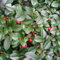 6x Teppichmispel - Cotoneaster dammeri - Topf 9x9cm