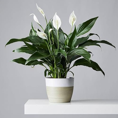 Live Peace Lily Plant – 30–40cm Tall – Air-Purifying Indoor Houseplant with Elegant White Blooms – Easy Care Spathiphyllum in Pot – Ideal for Home or Office Decor