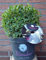!!WELTNEUHEIT!! Bloombux® – flower & form by INKARHO® Kugel 30-35 im 5 Liter Pflanzcontainer