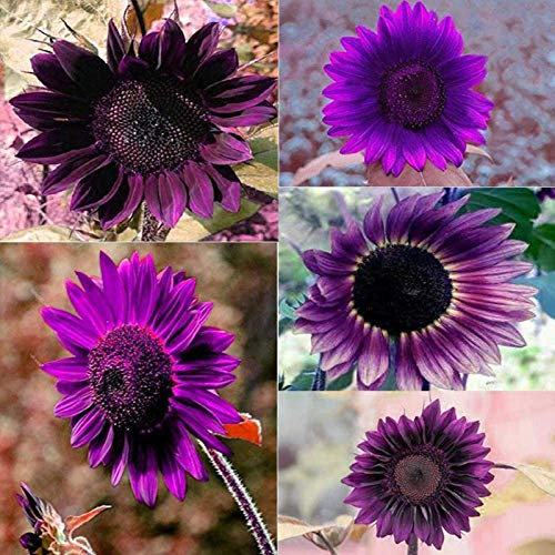 Benoon Sonnenblumenkerne, 50 Stück Sonnenblumenkerne Lila Mehrjährige Blühende Pflanzen Blumentöpfe Gartensamen Für Den Garten Sonnenblumenkerne