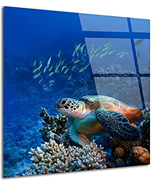 DECLINA Schildkröte Acrylglas, Wandbild, Acrylglas-Foto, 30 x 30 cm, Wohnzimmer, Schlafzimmer, Küche, Badezimmer