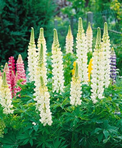 Lupine 'Fräulein' im Topf Lupinus polyphyllus winterhart duftend mehrjährig | Weiße Blütenkerzen, Juni bis August, sonnig bis halbschattig, aufrecht buschig, 80-120 cm, für Beet und Bauerngarten