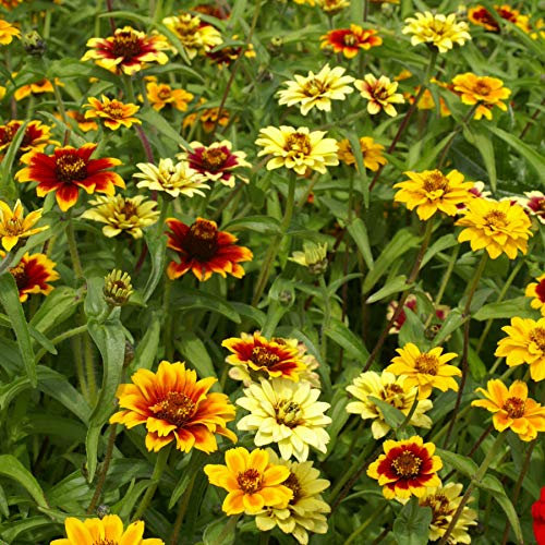 Genipap 100 Teppich Double Mixed Colors Blumensamen