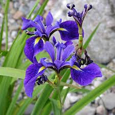 Aamish Blue Flag iris plant Seeds