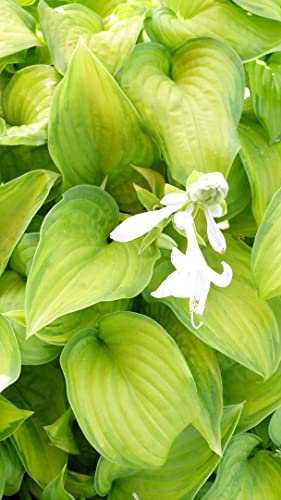 Suttons Potted Hosta Guacamole’ Plantain Lily Hardy Garden Outdoor Plant with Green Foliage and White Summer Flowers, Ideal for Shade Beds and Patios, 1 x 1 Litre Pot