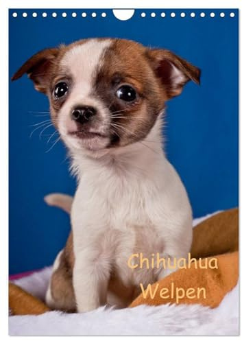 Chihuahua Welpen (Wandkalender 2026 DIN A4 hoch), CALVENDO Monatskalender: kleine Schönheiten (CALVENDO Tiere)