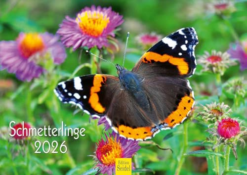 Edition Seidel Premium kalender fjärilar 2026 format DIN A4 väggkalender djurkalender fjäril veck svärm insekter
