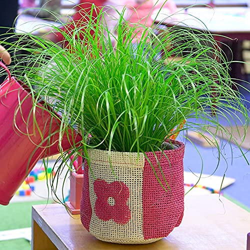 Cypérus Zumula | Herbe à chat en pot 20-30 cm | Plante d'intérieur herbeuse sans danger pour les chats