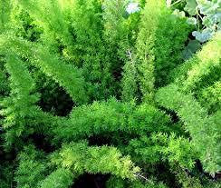 Semi di piante di felce coda di volpe 100 pezzi