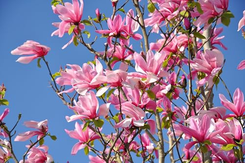 1 Sternmagnolie ‘Royal Star’ 40–60 cm im Topf | Magnolia stellata | Weiß blühender Zierstrauch | Winterhart | Ganzjährig pflanzbar| Topfware