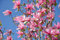 1st. Magnolie Susan 60-80cm im großem Topf