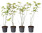 Plant in a Box - Érables du Japon - Set de 4 - Acer palmatum 'Orange Dream' - Hauteur 25-40cm - Pot 10,5cm - Plante d’extérieur - Vert - Orange