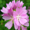 6x Moschus-Malve rosa - Malva moschata ‘Rosea’ - Topf 9x9cm