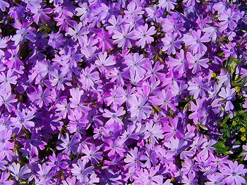 Pilestone Ground-Cover Plants - Creeping Phlox/Moss Phlox + Subulata in 4 Pot