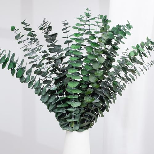 20 Pcs Eucalipto Preservado Naturales Flores Secas de 43cm, Planta de Eucalipto Verde Fresco Natural Hecha de Ramas de Hojas de eucalipto Reales para Decoración de Casas, Fiestas (Green)