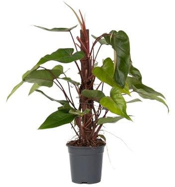 Plant in a Box - Plante verte d'intérieur - Philodendron 'Red Emerald' - Hauteur 70-80 cm - Pot 19 cm - Purificateur d'air