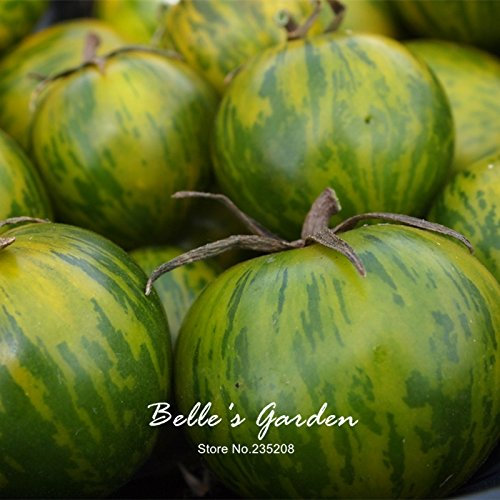 30pcs Green Ball Tomatensamen Green Zebra Kirschtomate Gemüsesamen-Hausgarten Bonsai Tomatenpflanze DIY