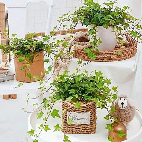 Efeu Samen/Efeu Pflanze,Balkonpflanzen,Kletterpflanzen Winterhart,HäNgepflanze Echt,Efeutute Zimmerpflanze,Exotische Pflanzen,Geschenk Garten-30stüCk