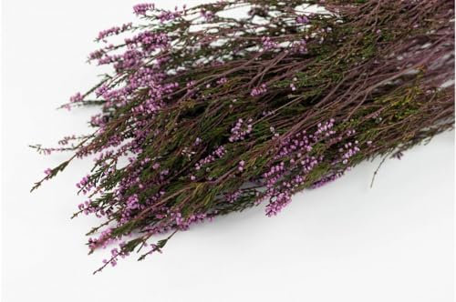 Stabilisiertes Heidekraut - Natural