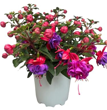 Fuchsia Planta Natural de Exterior conocida como Pendientes de la Reina - Maceta de 12 cm