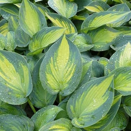 6x Hosta 'June'® - Hosta ‘June’® - Godet 9x9cm