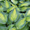 6x Hosta 'June'® - Hosta ‘June’® - Godet 9x9cm