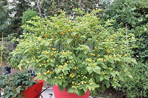 15 Aji Charapita Hot Pepper Seeds, C frutescens, dalla regione amazzonica del Perù:Seeds