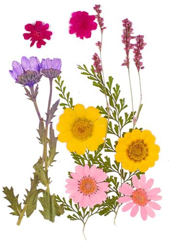 12 Stück Getrocknete Blumen DIY Gepresste Gemischte Blätter Gänseblümchen Echte Natürliche Deko Mehrfarbige Trockenblumen Klein für Kunst Basteln Harz Scrapbooking Handwerk Karten Machen-Stil 3