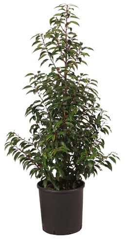 Portugiesische Lorbeerkirsche 'Angustifolia', 80-100cm, Immergrün, Gartenpflanze, Heckenpflanze, pflegeleicht, winterhart, schmale Blätter, Lorbeerkirsche