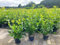 10st. Kirschlorbeer Rotundifolia 120-150m XXL im Topf buschige Pflanzen Prunus laurocerasus Lorbeer schnellwachsend Heckenpflanzen