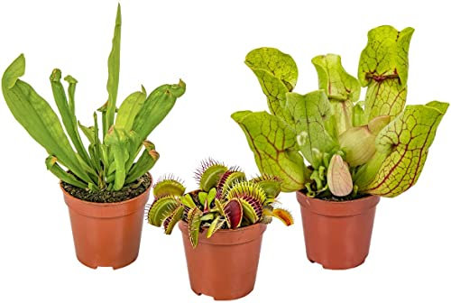 Plantas Carnívoras Naturales Pack de 3 Unidades: 2 Sarracenia y 1 Venus Atrapamoscas Dionaea Muscipula Plantas Vivas
