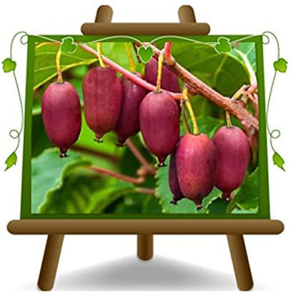 Kiwi-Baum Actinidia - Kiwi Arguta Vielfalt. Red Jumbo auf Blumentopf 20 170 cm Fruchtbaum 170 cm - 2 Jahre Anbau Italien