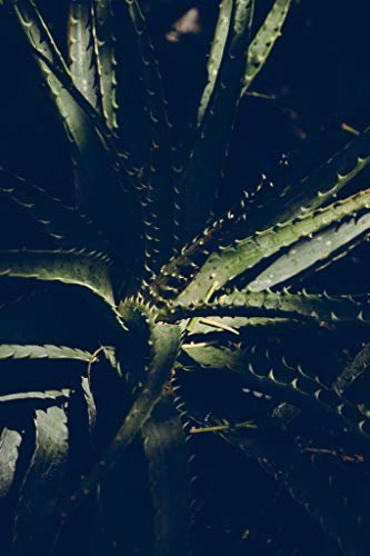 Fabulous Poster Plakat Aloe Vera Pflanze Aloaceae Dunkellicht